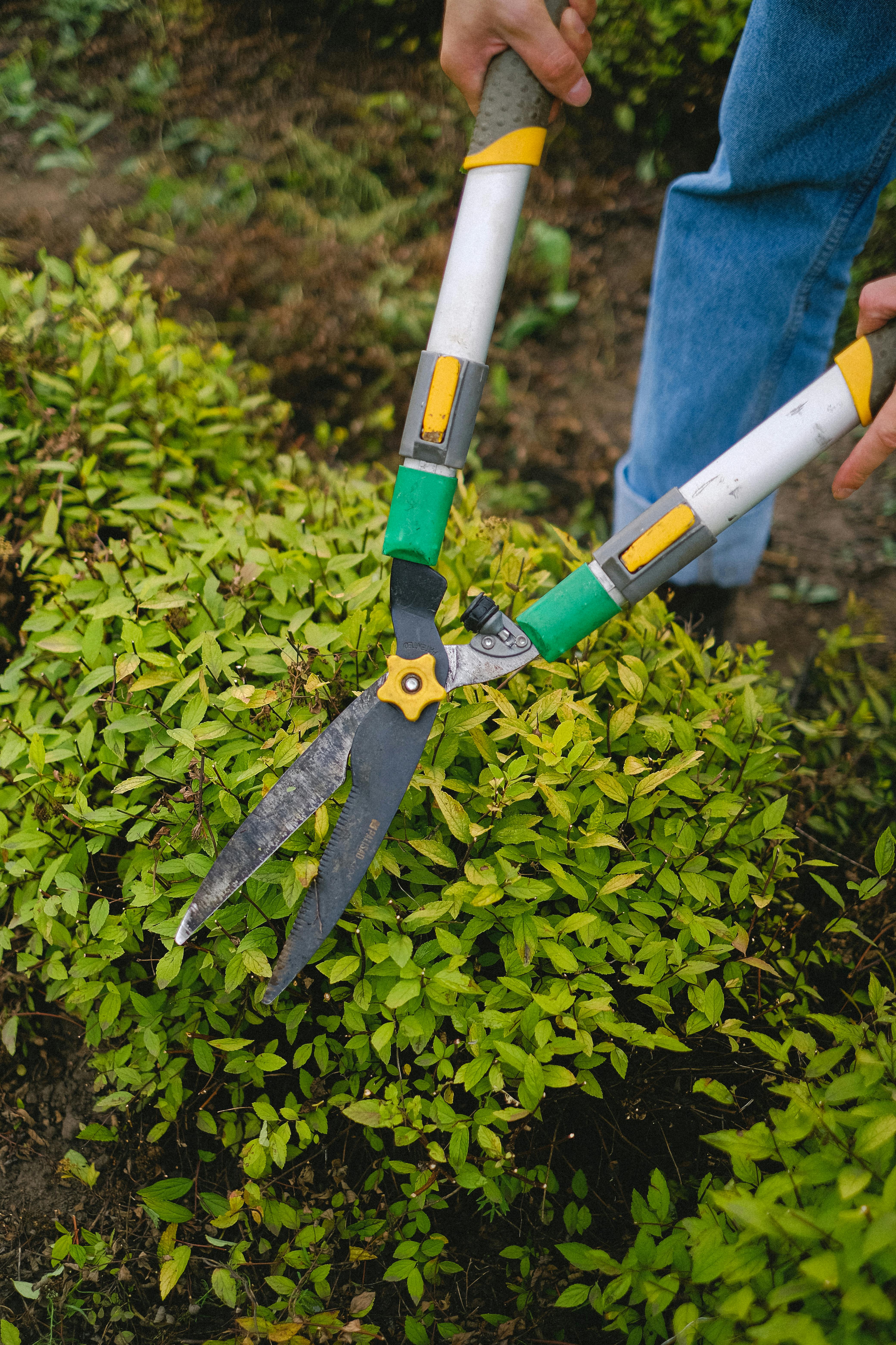 Hedge and shrub trimming — yard work service in North Fort Worth